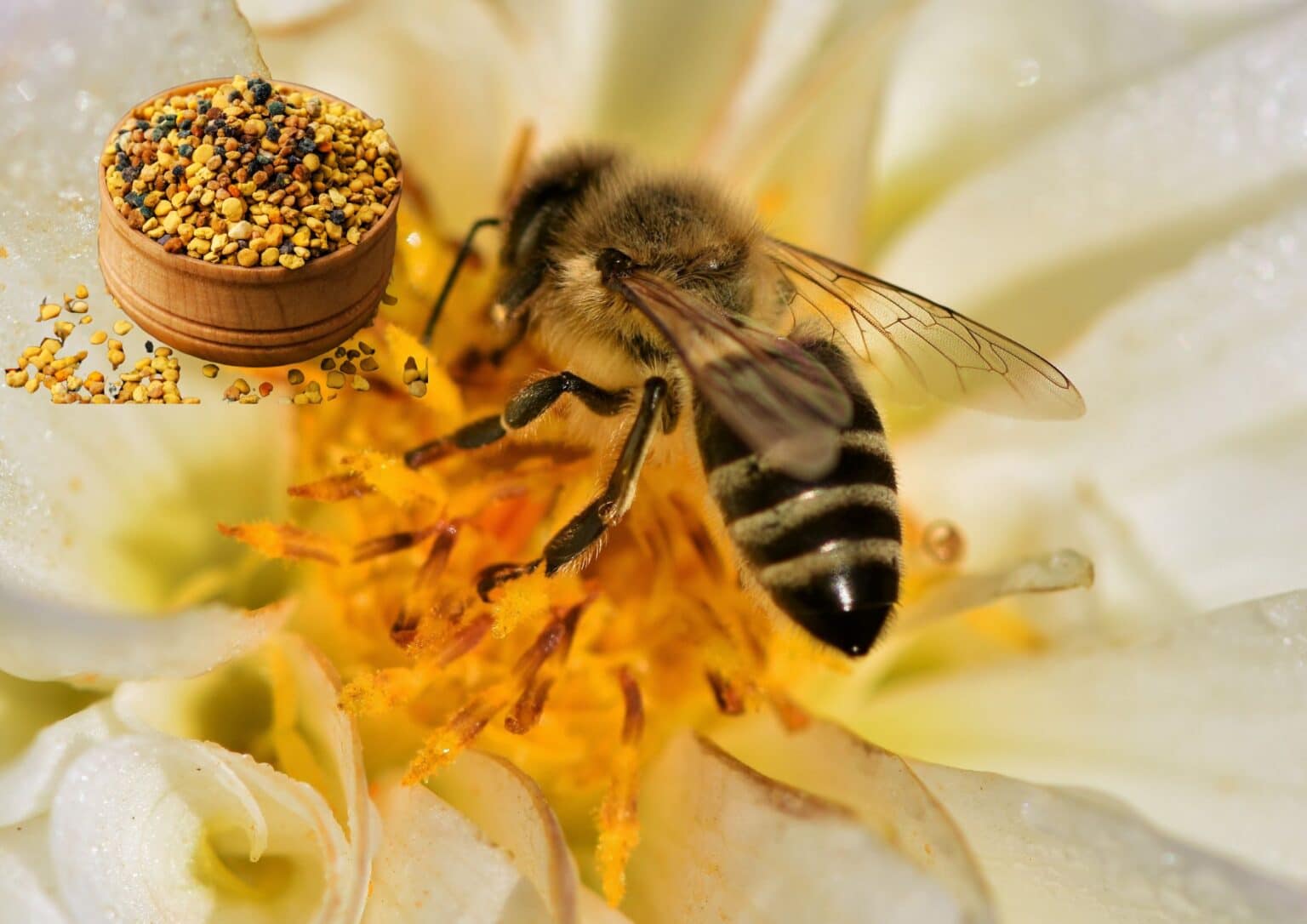 Včelí peľ 